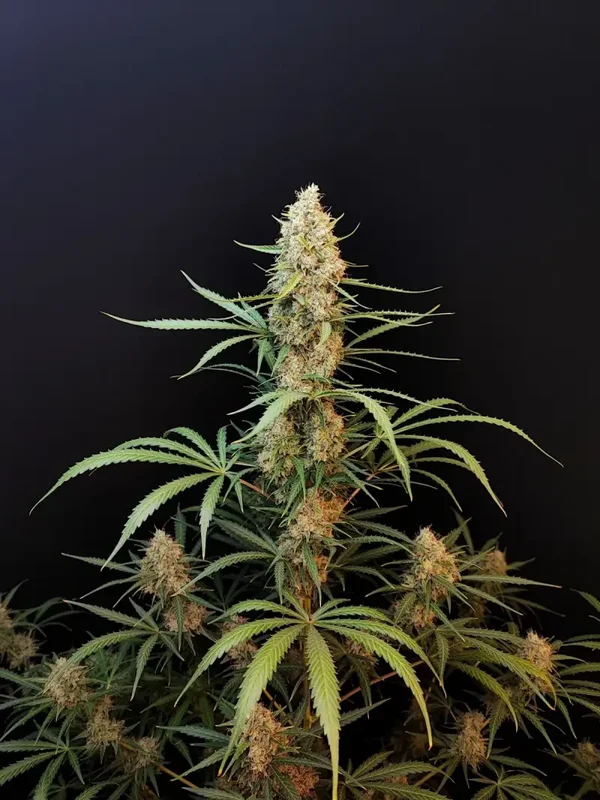 JACK HERER AUTO - 42FastBuds