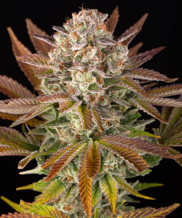 JEALOUSY - Barney's Farm