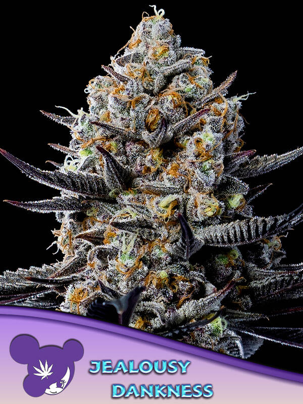 JEALOUSY DANKNESS - Anesia Seeds