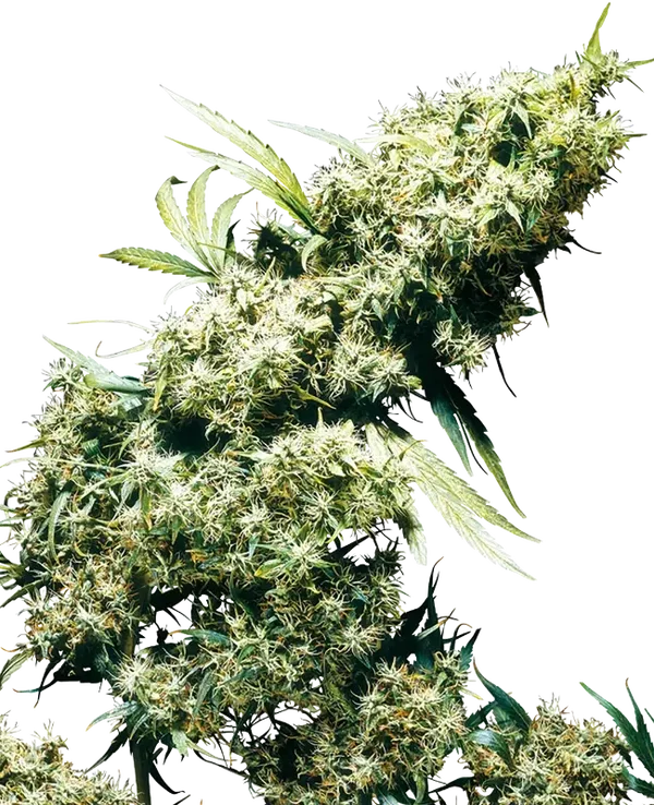 JAMAICAN PEARL - Sensi Seeds