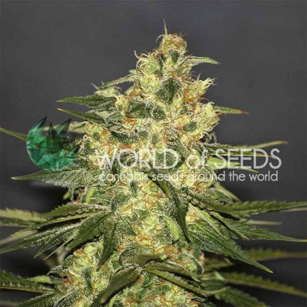 KETAMA - World Of Seeds