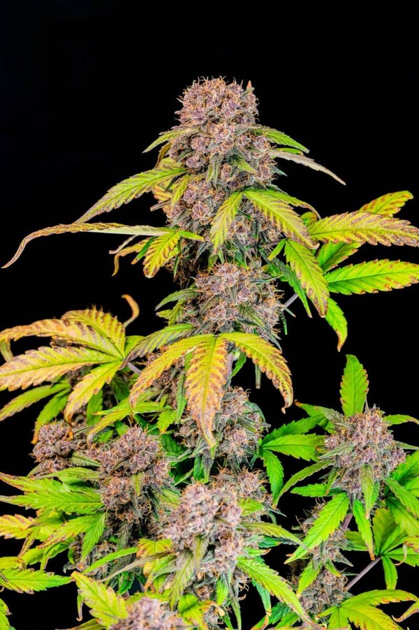 LEMON CHERRY COOKIES AUTO - 42FastBuds