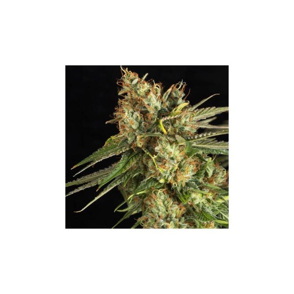 LEMON KING - Eva Seeds