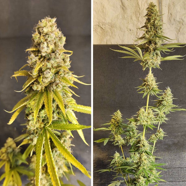 LEMON OG - Super Sativa Seed Club