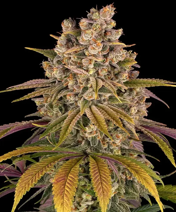 LEMON TREE - Barney's Farm