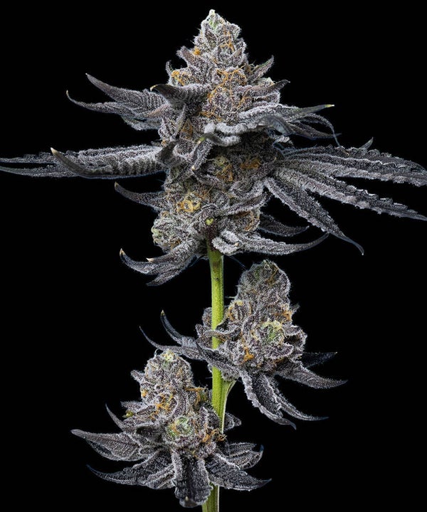 LFG - Barney's Farm x B-Real