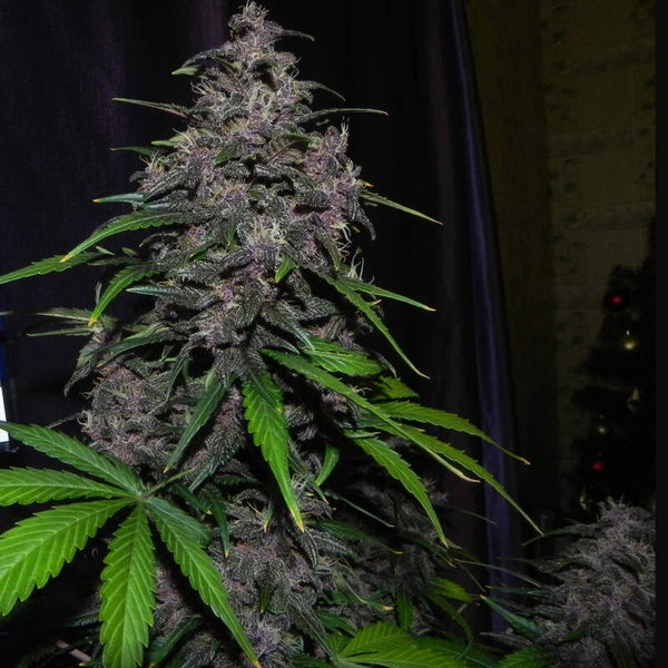 LSD-25 AUTO - 42FastBuds