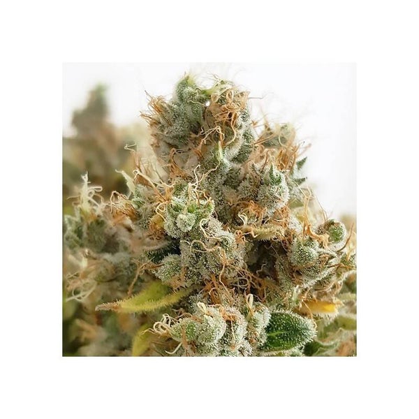 MAZAR - Dutch Passion