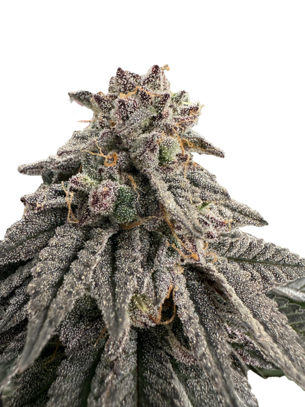 MEAT GRINDER - Grateful Seeds