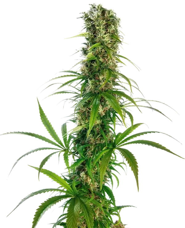 MICHKA - Sensi Seeds