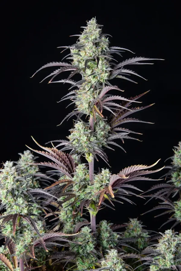 MIMOSA CAKE AUTO - 42FastBuds