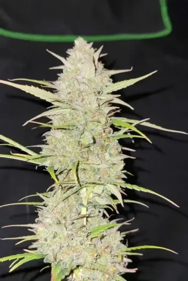 MOBY DICK AUTO - 42FastBuds