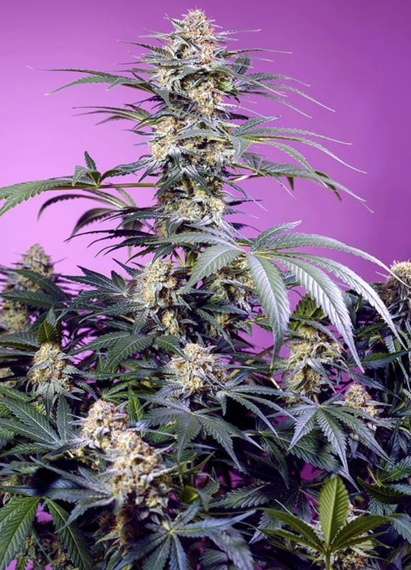 MONSTER MAKER - Sweet Seeds