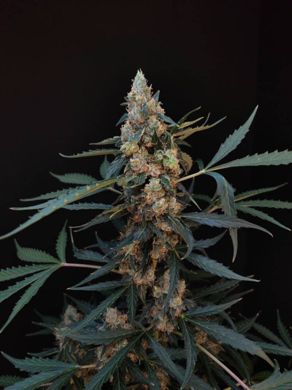NORTHERN LIGHTS AUTO - 42FastBuds