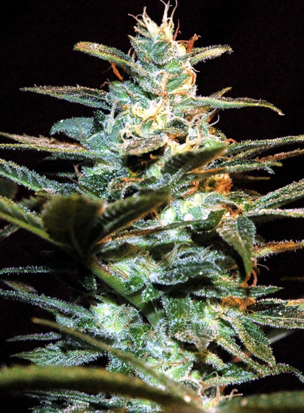 NYC DIESEL - Sweet Seeds