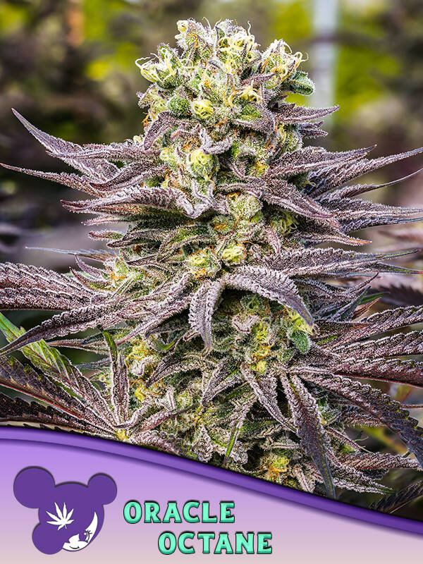 ORACLE OCTANE - Anesia Seeds