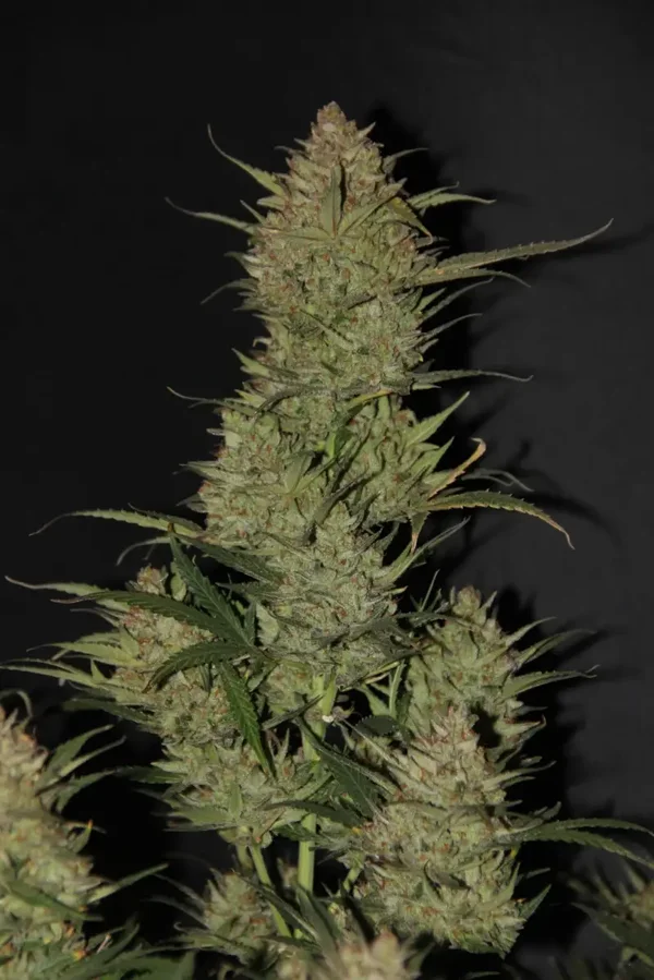 OG KUSH AUTO - 42FastBuds