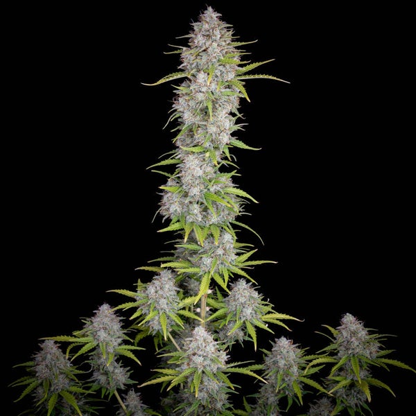 ORANGE SHERBET AUTO - 42FastBuds