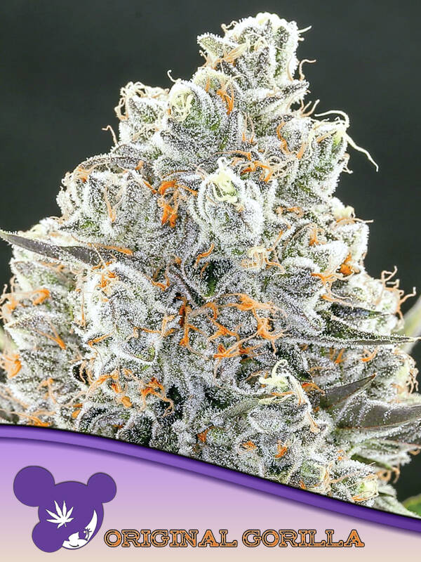 ORIGINAL GORILLA #4 - Anesia Seeds