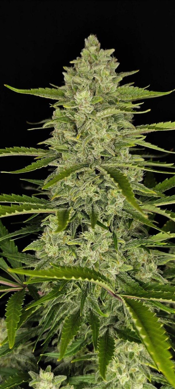 PAPAYA COOKIES AUTO - 42FastBuds