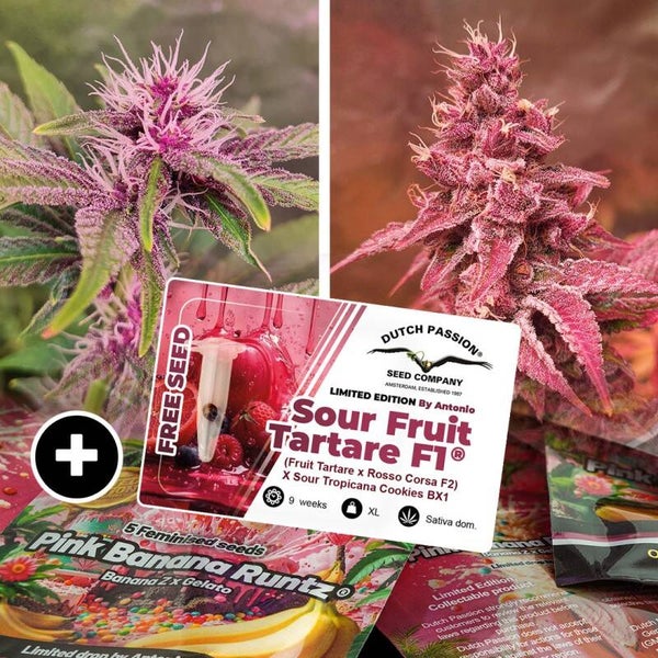 PINK BANANA RUNTZ - Dutch Passion