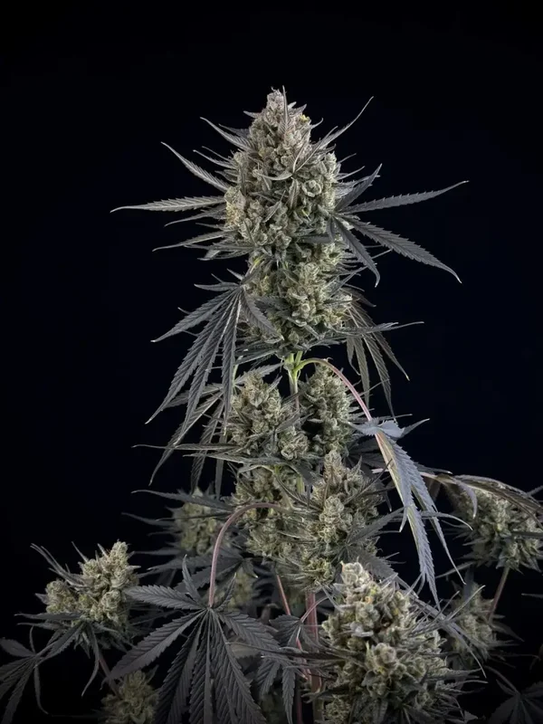 POUND CAKE AUTO - 42FastBuds