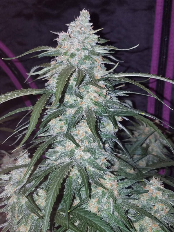 PINEAPPLE EXPRESS AUTO - 42FastBuds