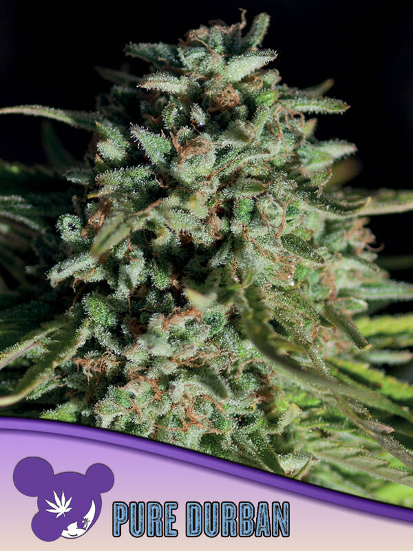 PURE DURBAN - Anesia Seeds