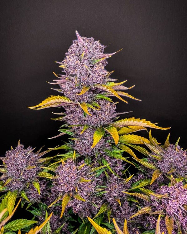 PURPLE LEMONADE AUTO - 42FastBuds