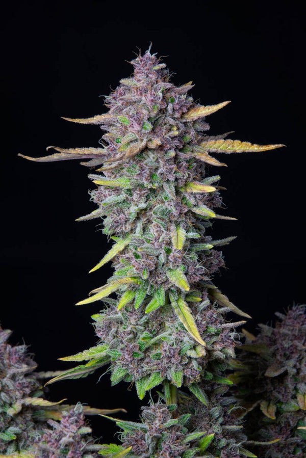PURPLE PUNCH AUTO - 42FastBuds