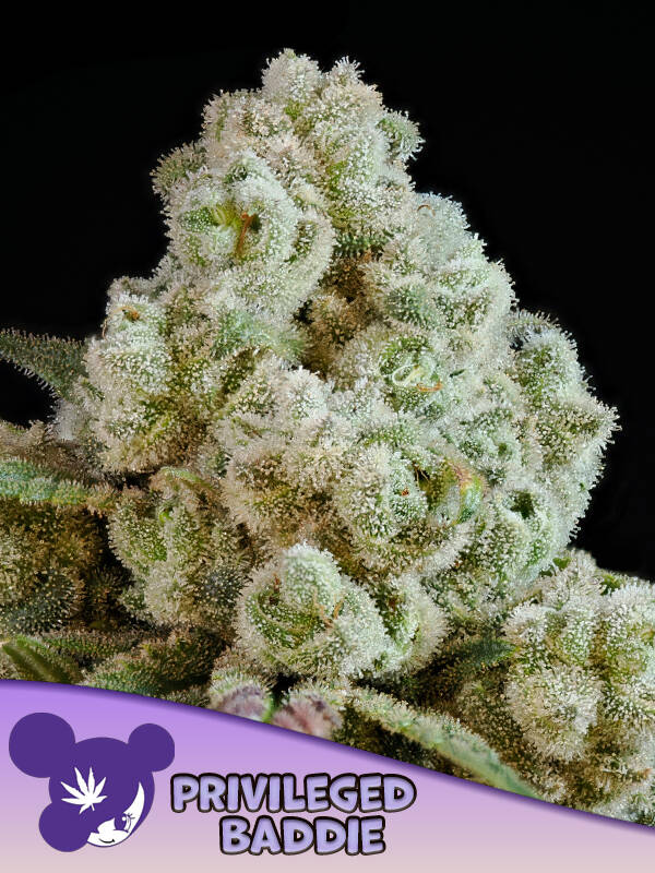 PRIVILEGED BADDIE - Anesia Seeds