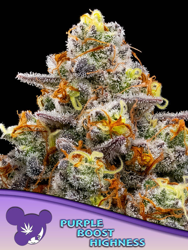 PURPLE BOOST HIGHNESS - Anesia Seeds