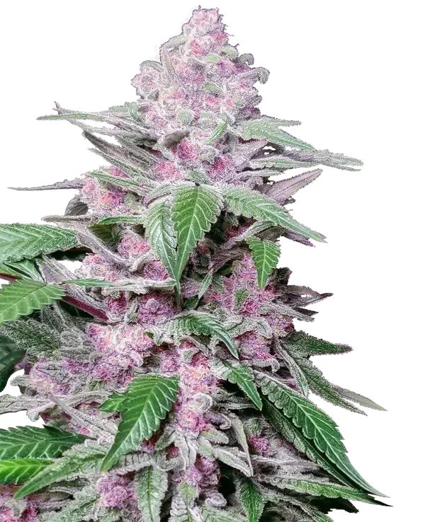 PURPLE COOKIE KUSH - Sensi Seeds