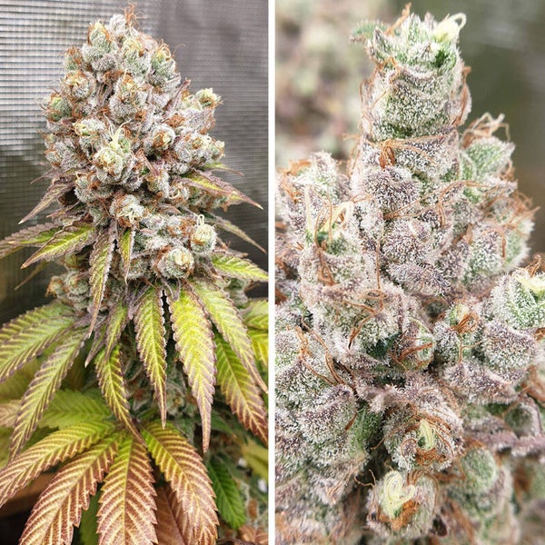 PURPLE OG PUNCH - Super Sativa Seed Club
