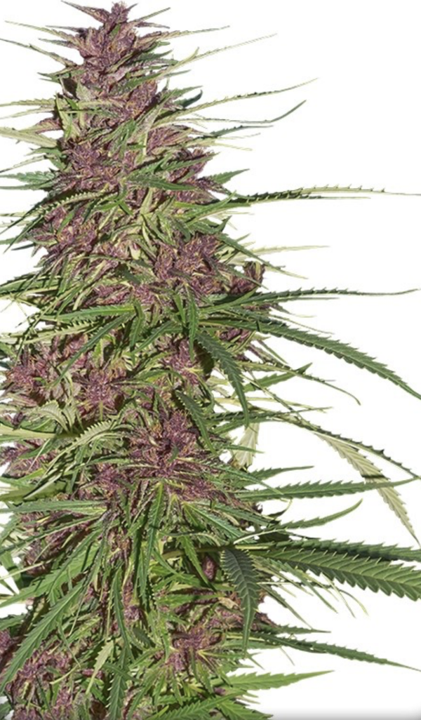 PURPLE #1 - Dutch Passion