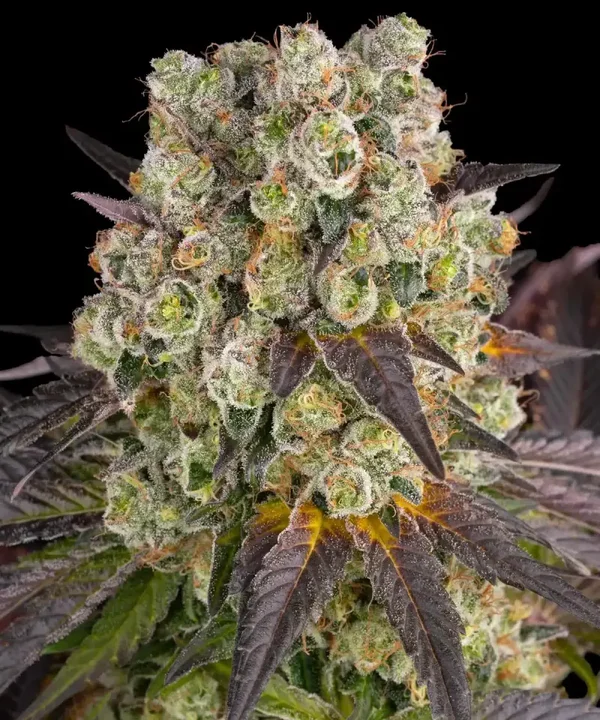 PURPLE PUNCH X LEMON DRIZZLE - Barney's Farm