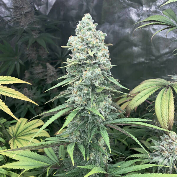 PURPLE QUEEN - Royal Queen Seeds