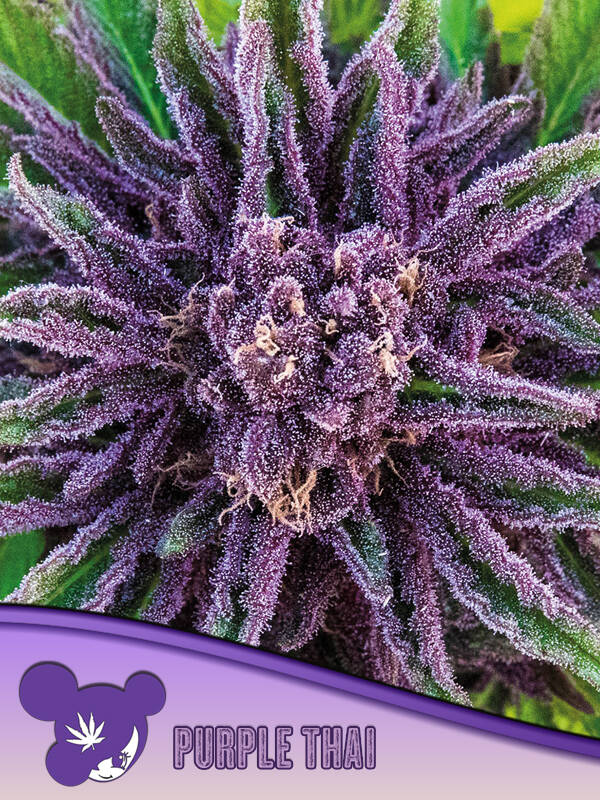 PURPLE THAI - Anesia Seeds