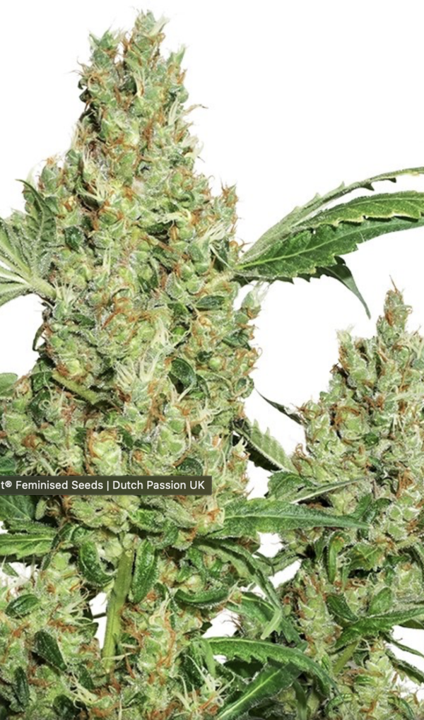 POWER PLANT - Dutch Passion