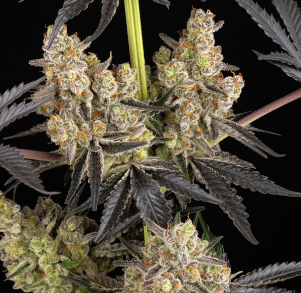 RAINBOW SHERBET - Barney's Farm