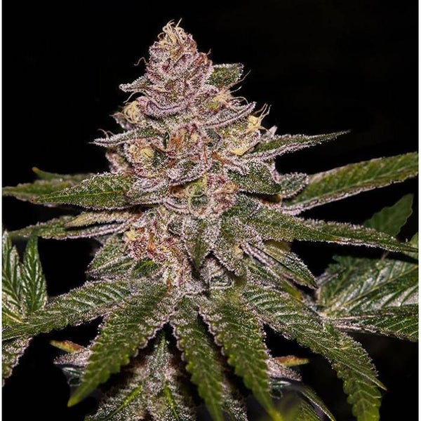 RADICAL JUICE - Ripper Seeds