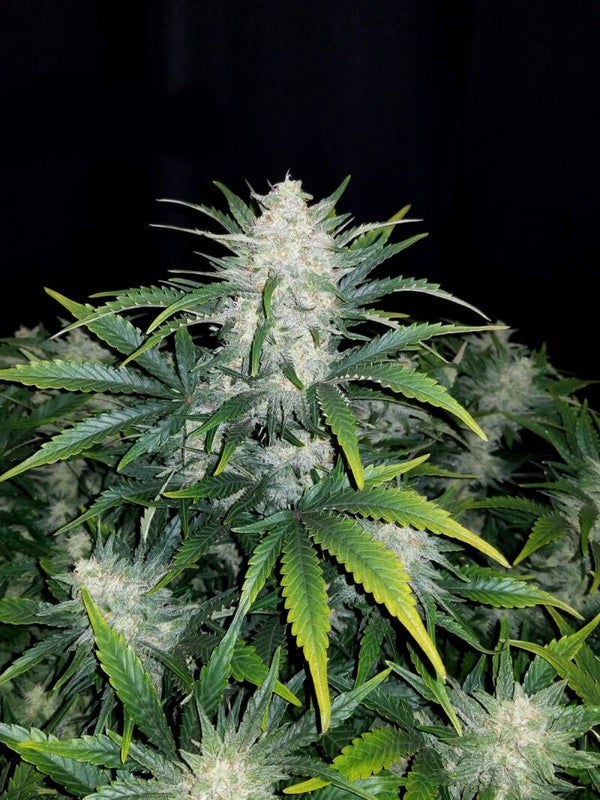 RHINO RYDER AUTO - 42FastBuds