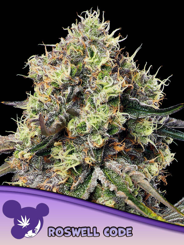 ROSWELL CODE - Anesia Seeds