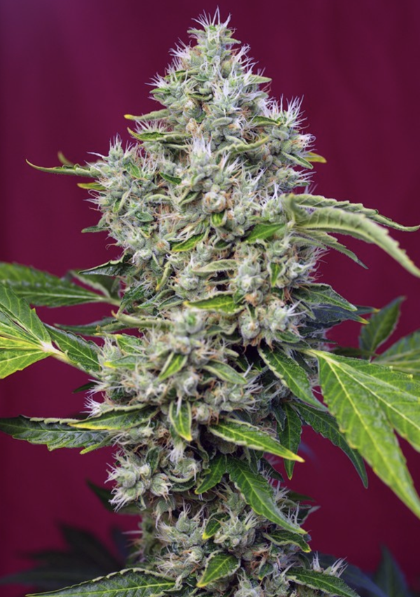 SAN FERNANDO LEMON KUSH - Sweet Seeds
