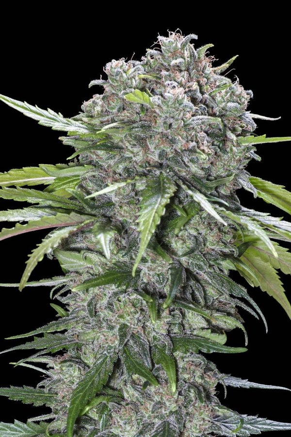 SAN BACIO BURGER - Advanced Seeds