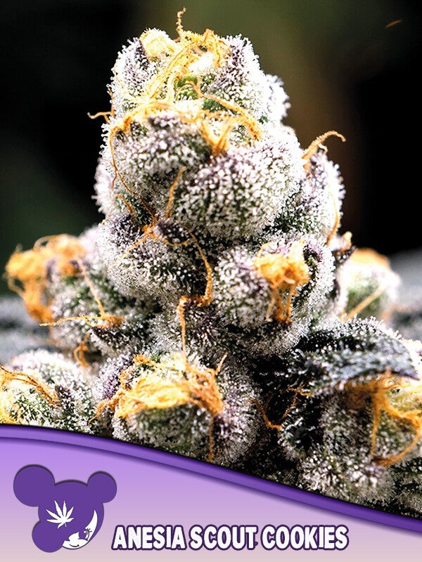 ANESIA SCOUT COOKIES - Anesia Seeds