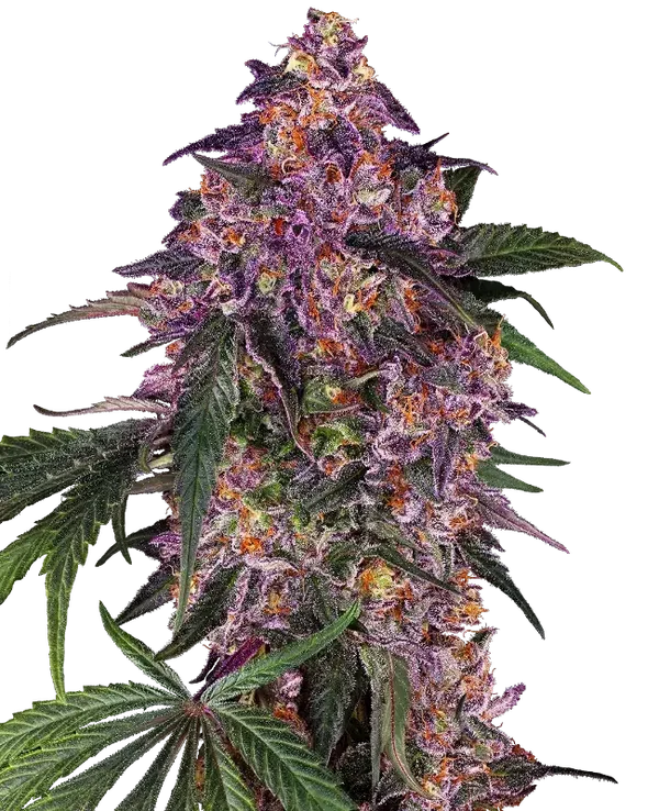 SENSI PURPLE KUSH - Sensi Seeds