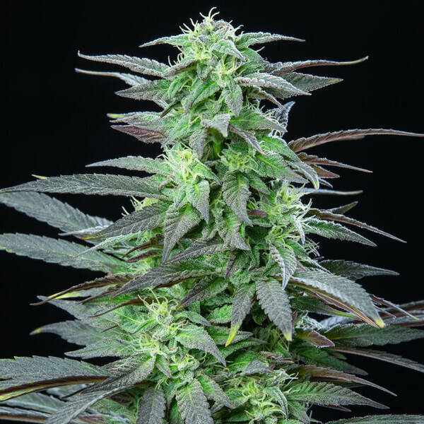 SKUNK XL - Royal Queen Seeds