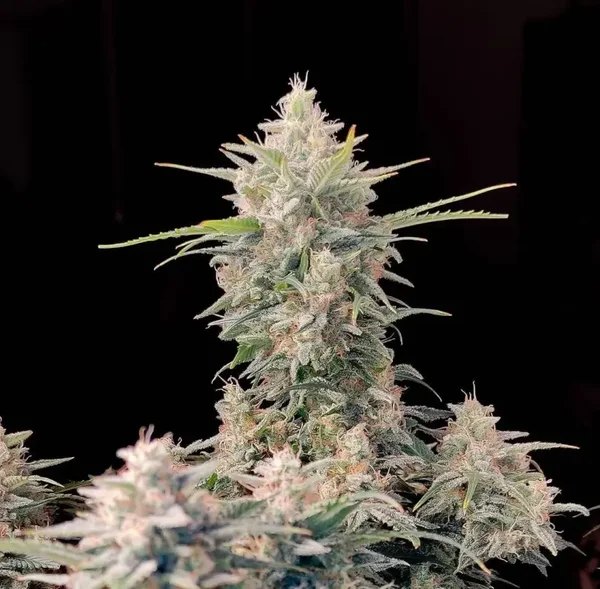 SKUNK AUTO - 42FastBuds