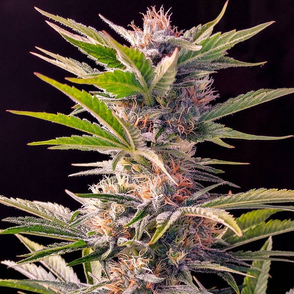 SKUNK #11 - Dutch Passion